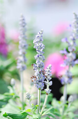 Fototapeta premium Blue Salvia, Mealy Cap Sage or Salvia farinacea Benth or Salvia farinacea or Salvia sp or Lamiaceae or purple flower