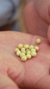 Soybean grains on the palms of a hand in a close-up, vertical format.
