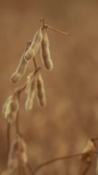 Close-up of mature soybean crop in vertical format