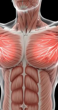 Anatomical illustration of the human torso muscles