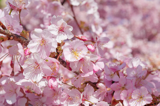 春の訪れを告げる河津桜