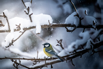 Vibrant Great Tit Perched on Snow-Laden Branch in Winter Woodland — Wildlife Resilience and Biodiversity in Serene Snowy Nature Habitat © VasilAndreev Photo