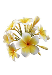 Obraz premium A beautiful cluster of tropical plumeria flowers with soft white and yellow gradient petals bloom isolated on transparent background