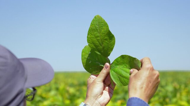 Agronomist's hands holding and inspecting two soybean leaves