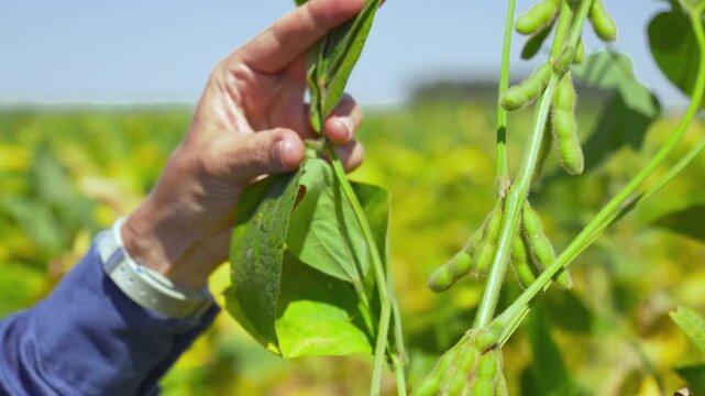 Close-up of an agronomist examining and pointing at a soybean plant leaf.