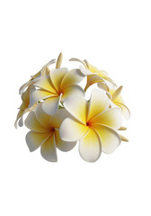 Fototapeta premium A beautiful cluster of tropical plumeria flowers with soft white and yellow blooming petals isolated on transparent background