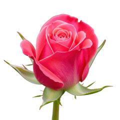 Fototapeta premium A delicate pink rosebud with soft petals isolated on transparent background