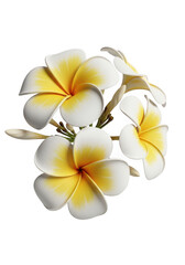 Obraz premium A cluster of delicate tropical plumeria flowers with white petals and vibrant yellow centers isolated on transparent background