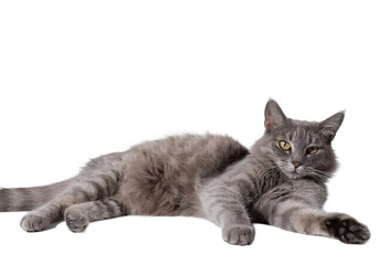 Resting Gray Cat: A relaxed and content gray cat lies comfortably, gazing serenely, embodying calm serenity, isolated on a Transparent background