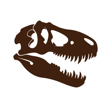 Brown dinosaur TRex skull head side view with open mouth and sharp teeth on white background