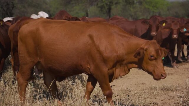 Young Brangus cow walking, then stopping to look at the camera, with a herd of Brangus cattle in the background