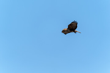 Obraz premium A majestic Long-legged Buzzard (Buteo rufinus) soars high in a clear blue sky. This powerful bird of prey is captured in mid-flight, showcasing its impressive wingspan.