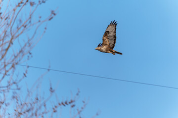 Fototapeta premium A majestic long-legged buzzard (Buteo rufinus) soars gracefully against a clear blue sky. The powerful bird of prey is captured in mid-flight, showcasing its impressive wingspan.