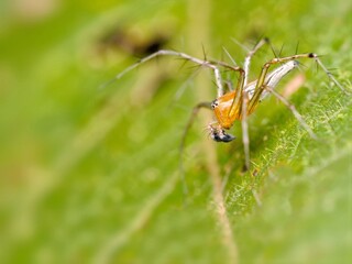 Macro photo of a male Lynx spider showing spiny legs and prominent black pedipalps on a green leaf at Kaeng Krachan NP. Thailand © KC-Bird&Nature