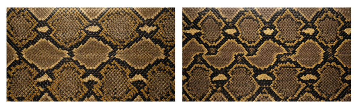 Set of Asian reticulated python snake skin texture close-up in gold, black and bronze geometric pattern color palette, macro top-down camera view