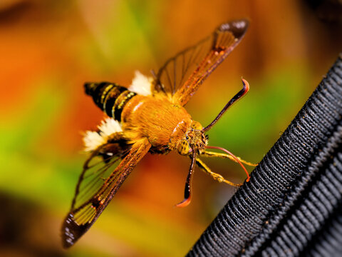 Action shot of a Clear-winged Hawk-moth with vibrant orange body and transparent wings hovering near a camera bag at Kaeng Krachan NP. Thailand