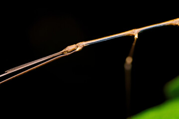 A side-profile macro of a slender stick insect's head and elongated body against a dark, minimalist background at Kaeng Krachan NP. Thailand © KC-Bird&Nature