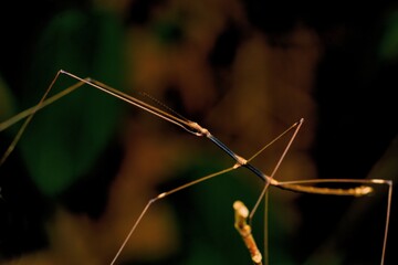 A macro of a slender stick insect rest at the top of a stick at Kaeng Krachan NP. Thailand © KC-Bird&Nature