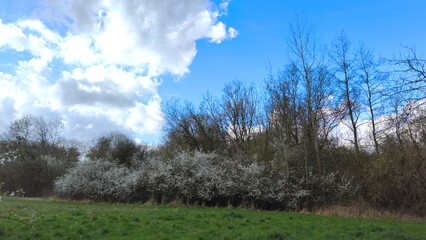 Obraz premium Blooming Bushes in a Verdant Meadow Under a Bright Blue Sky with Fluffy Clouds