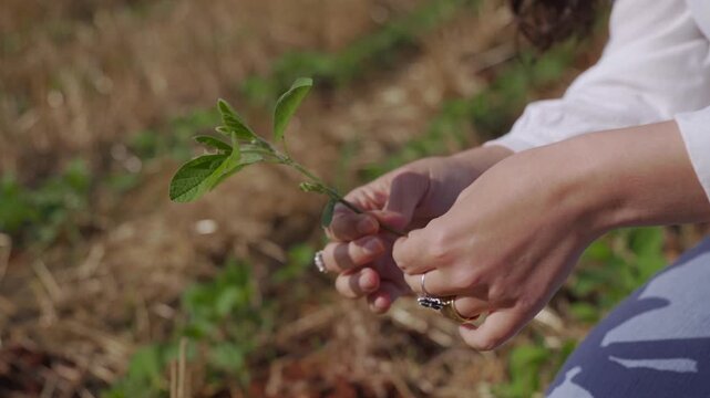 Woman holding and inspecting a newly emerged soybean seedling in close-up