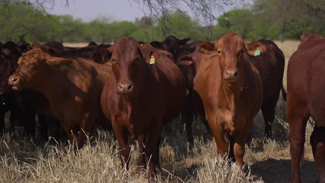 Camera pan of a group of Brangus cows staring intently.
