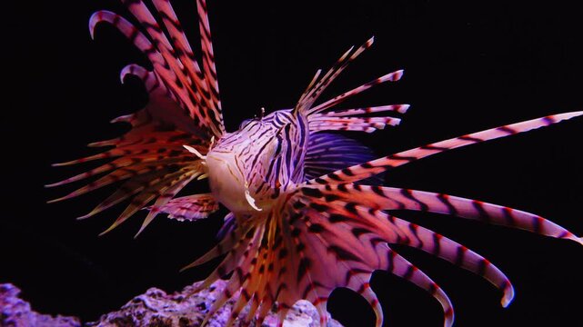 暗い水中で優雅に泳ぐミノカサゴ