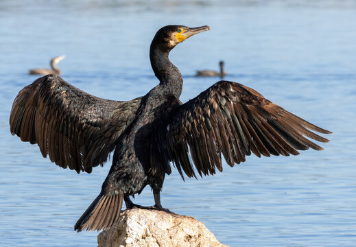 Great Cormorant (Phalacrocorax carbo) in natural habitat