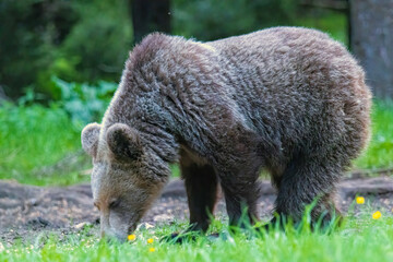 Fototapeta premium Brown Bear close up portrait in the nature