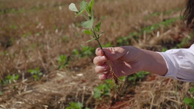 Woman's hand holding a soybean plant 