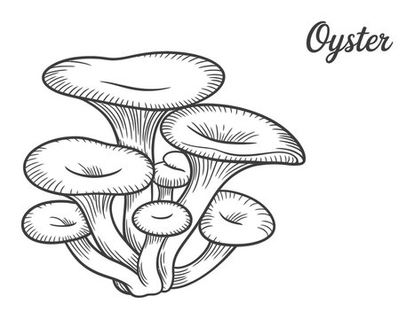 Vintage of Oyster Mushrooms with "Oyster" Text