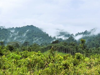 Obraz premium A view of a lush tropical rainforest landscape with mist shrouding the Meratus mountains.