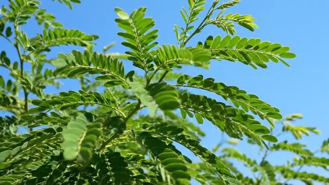 Lush Green Tamarind Tree Branches Against a Clear Blue Sky.