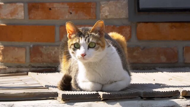 A curious calico cat sitting on steps in front of a brick wall video