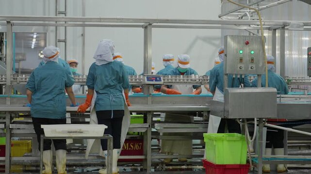 Canned food manufacturing industry, workers operating alongside automated conveyor machinery in a processed food production line