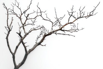 Bare leafless tree branch with intricate twigs against white background, minimalist and contemplative