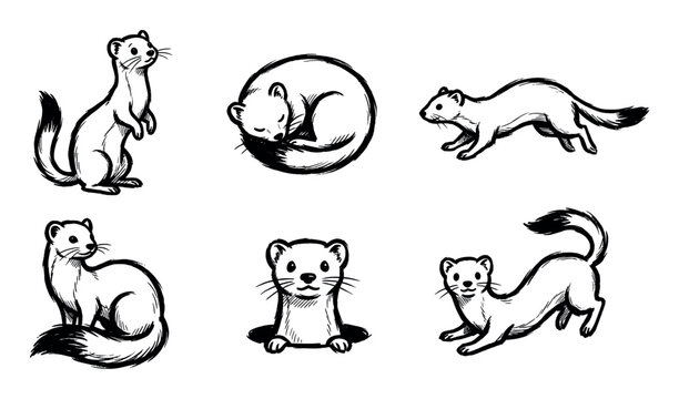 Collection of hand-drawn weasel illustrations in various poses, depicting the agile and curious nature of the animal.