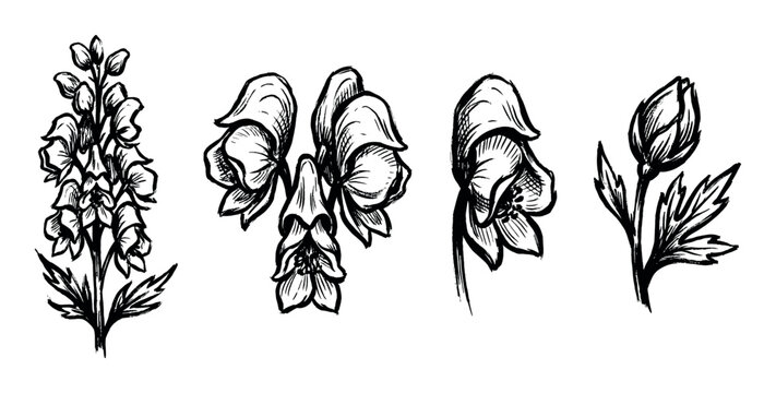 Detailed hand-drawn black and white illustrations of various aconite flowers and buds, showcasing their unique botanical forms.