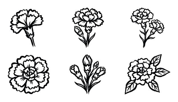Collection of hand-drawn black and white carnation flower illustrations, showcasing various stages from single blooms to clusters of buds and open flowers.