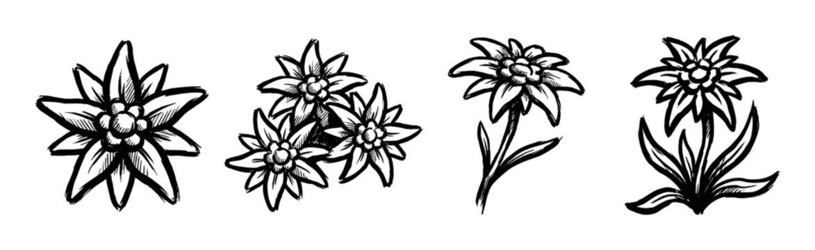 Collection of hand-drawn illustrations showcases the distinctive beauty of edelweiss flowers in various artistic styles.