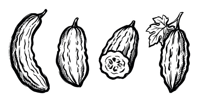 Hand-drawn black and white illustrations of bitter gourds showcasing their unique textured skin and various forms.