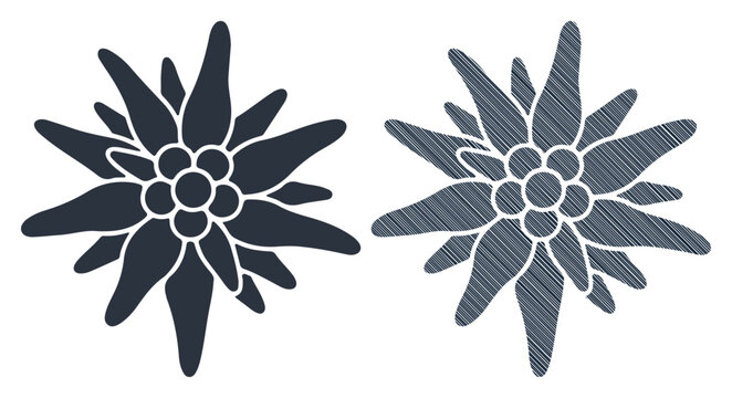 Two stylized edelweiss flowers rendered in a graphic, illustrative style.
