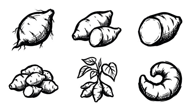 Collection of hand-drawn illustrations depicting various forms of sweet potatoes, including whole, cut, and with foliage.