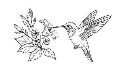 Elegant Hummingbird with Flower Nature Inspired Bird Floral Line Art Vector Illustration © abdul