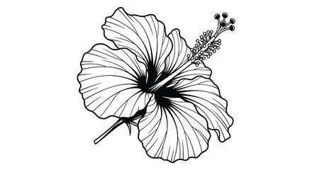 A detailed black and white illustration of a hibiscus flower in striking silhouette high quality professional © Kuntol02