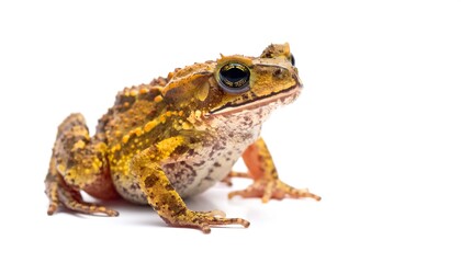 Fototapeta premium A close-up shot of a terrestrial amphibian with bumpy skin and distinct coloring, isolated against a white background