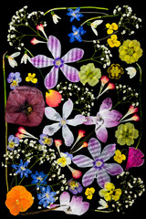 Botaniczny kolaż z prasowanych dzikich kwiatów na czarnym tle © Elżbieta Kaps