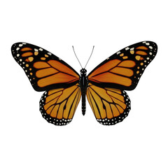 Obraz premium Vibrant monarch butterfly with intricate wing patterns isolated on transparent background