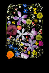 Botaniczny kolaż z prasowanych dzikich kwiatów na czarnym tle z miejscem na tekst © Elżbieta Kaps