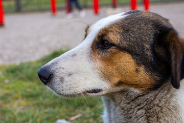 Side profile portrait of a mixed breed dog with brown white and black coat standing outdoors. The calm animal observes the surroundings while natural light highlights facial features and fur texture. © Daanree