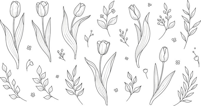 Hand drawn tulip flowers and botanical leaves line art vector collection with elegant floral elements isolated for spring nature decoration design